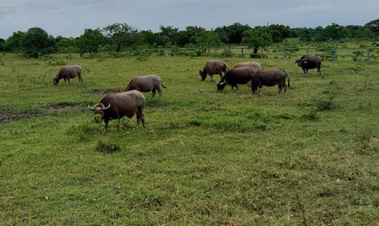 後山小調∕陽明山水牛到花蓮安養天年