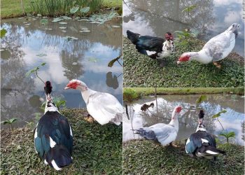 後山小調∕鴨子過耶誕