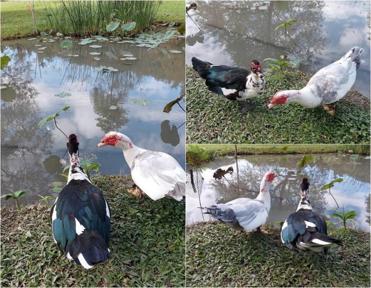 後山小調∕鴨子過耶誕