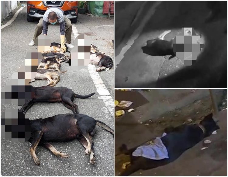 疑遭毒殺 狗狗集體慘死