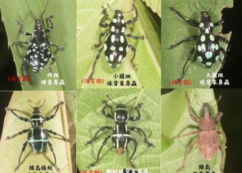 綠島陸域生態調查 新紀錄115種成果豐碩