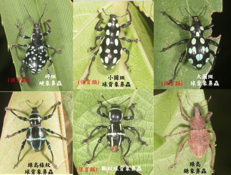 綠島陸域生態調查 新紀錄115種成果豐碩 綠島陸域生態調查 新紀錄115種成果豐碩