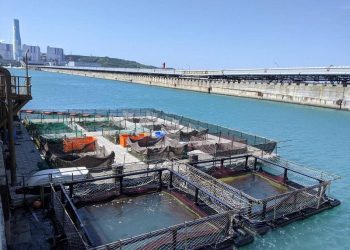 養魚還可減碳 台電共享海洋牧場獲總統盃黑客松卓越團隊獎
