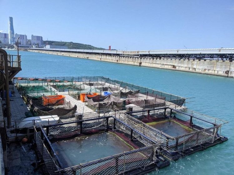 養魚還可減碳 台電共享海洋牧場獲總統盃黑客松卓越團隊獎 養魚還可減碳 台電共享海洋牧場獲總統盃黑客松卓越團隊獎