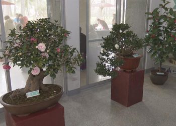 2022新竹茶花設計展 柴橋市民活動中心登場