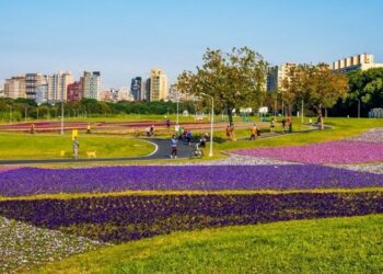 32萬盆花海綻放中 紫爆魅力即將炸裂古亭河濱