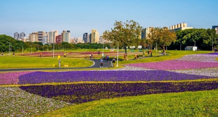 32萬盆花海綻放中 紫爆魅力即將炸裂古亭河濱 32萬盆花海綻放中 紫爆魅力即將炸裂古亭河濱