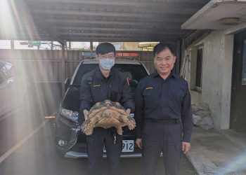 40公斤象龜迷路逛大街 員警帶回當起臨時保母
