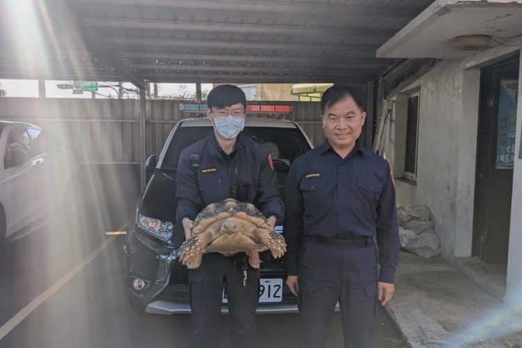 40公斤象龜迷路逛大街 員警帶回當起臨時保母