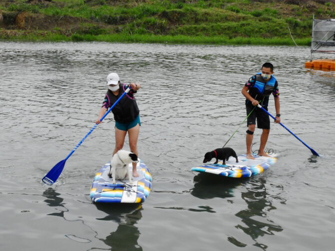 逛燈會體驗SUP立式划槳及海洋艇新奇又好玩 毛小孩也OK - 台北郵報 | The Taipei Post
