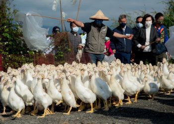「櫻桃鴨兵團」成軍 紅柴林休閒農業區重塑品牌形象