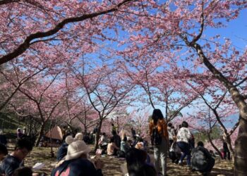 【櫻為與你相遇】 1/15宣告高市桃源賞櫻季節即將浪漫展開