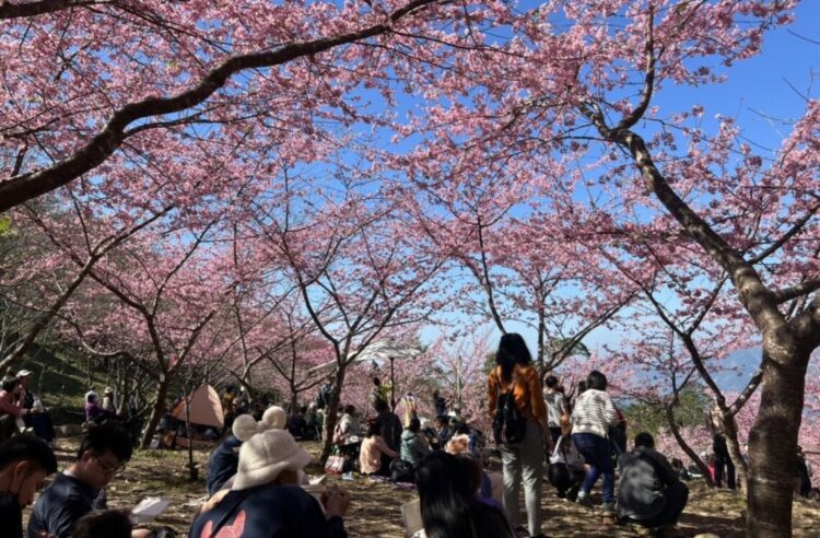 【櫻為與你相遇】 1/15宣告高市桃源賞櫻季節即將浪漫展開 【櫻為與你相遇】 1/15宣告高市桃源賞櫻季節即將浪漫展開