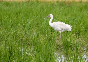 保護珍稀西伯利亞白鶴 任意餵食騷擾恐挨罰