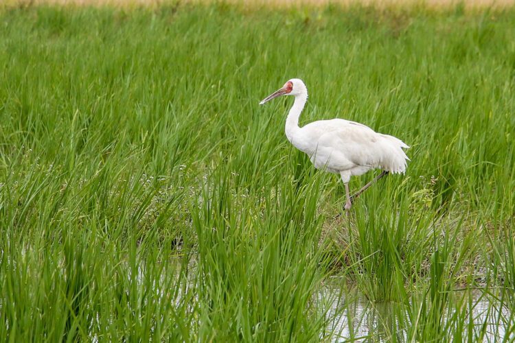 保護珍稀西伯利亞白鶴 任意餵食騷擾恐挨罰