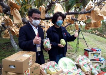 全聯力挺臺東鳳梨釋迦 總經理親訪果園確保產品品質