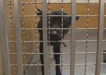 善盡飼主責任 竹縣犬貓絕育補助開跑！