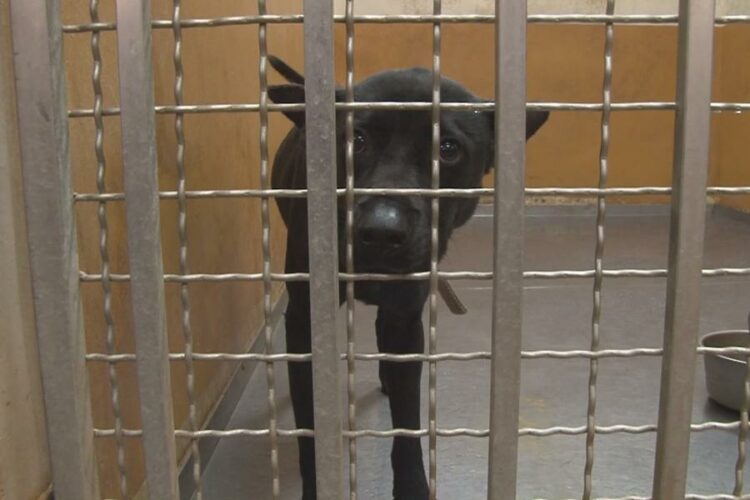 善盡飼主責任 竹縣犬貓絕育補助開跑！