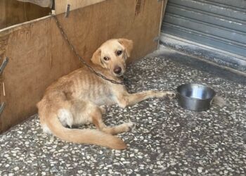 嘉義水上家犬飼主違反動保法 移送法辦並對居家進行消毒