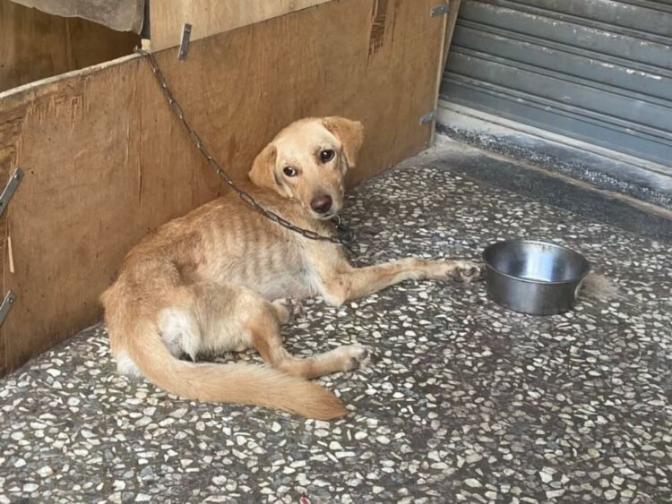 嘉義水上家犬飼主違反動保法 移送法辦並對居家進行消毒