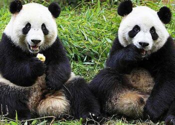 大熊猫兴兴和靓靓租期将满 大马国家动物园建议延长3年