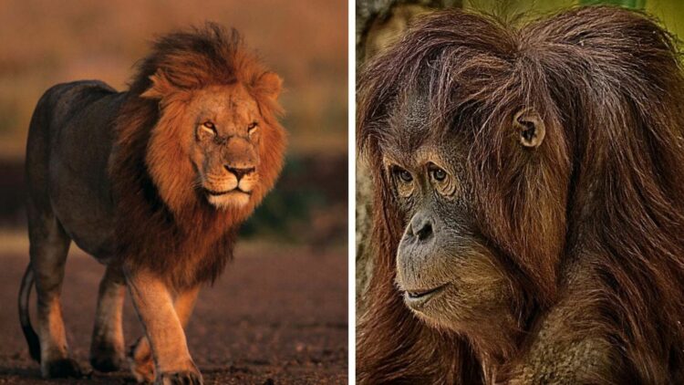 大馬部長“人猿殺人”論掀熱議 大馬部長“人猿殺人”論掀熱議