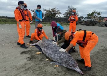 少年白海豚擱淺臺南安平漁港 海保救援網立即啟動