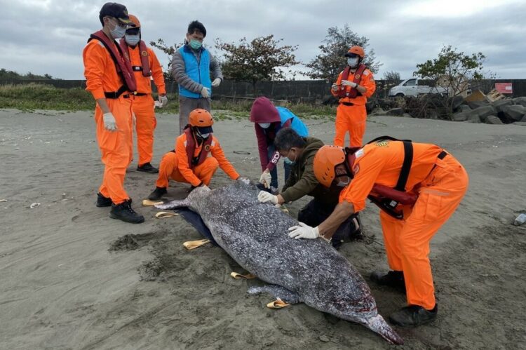 少年白海豚擱淺臺南安平漁港 海保救援網立即啟動