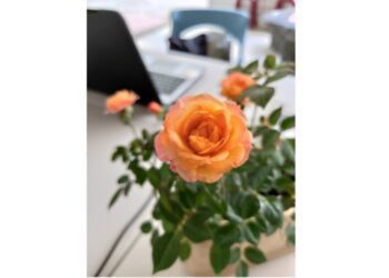 市圖鼓山分館愛蔬人園藝培訓活動 教你迷你玫瑰種植DIY