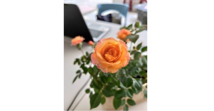 市圖鼓山分館愛蔬人園藝培訓活動 教你迷你玫瑰種植DIY 市圖鼓山分館愛蔬人園藝培訓活動 教你迷你玫瑰種植DIY