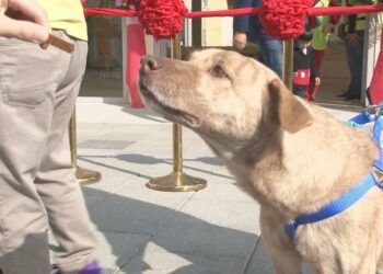 建構友善動物城市 竹縣動物志工招募開跑