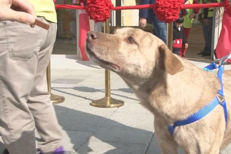 建構友善動物城市 竹縣動物志工招募開跑