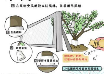 強烈大陸冷氣團來襲爆冷有感　嘉縣農業處提供果樹防寒妙招