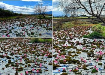 後山小調∕寒冬睡蓮正撩人
