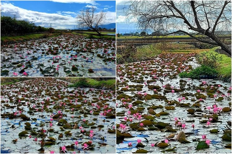 後山小調∕寒冬睡蓮正撩人