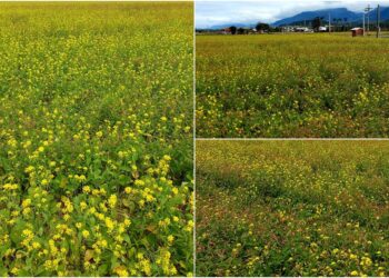 後山小調∕尋覓縱谷油菜花