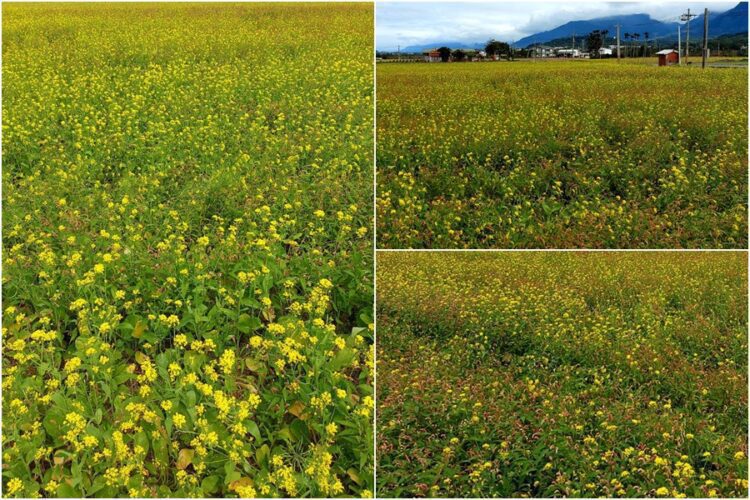 後山小調∕尋覓縱谷油菜花