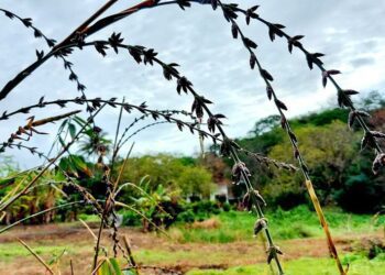 後山小調∕竹子開花