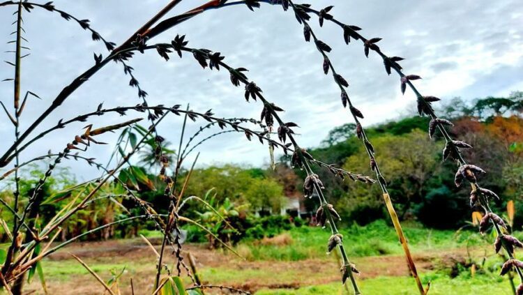 後山小調∕竹子開花
