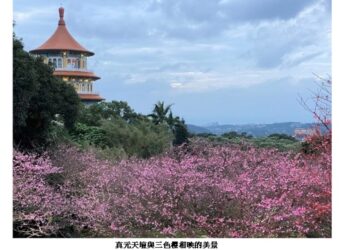 新北浪漫櫻花稼期！ 淡水天元宮夜賞三色櫻