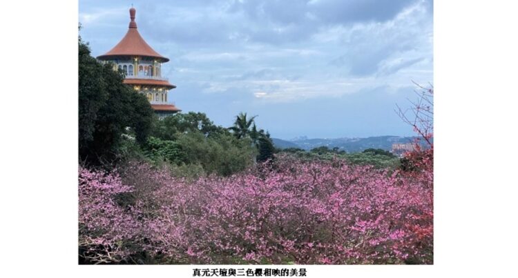 新北浪漫櫻花稼期！ 淡水天元宮夜賞三色櫻