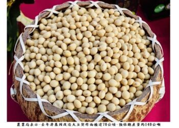 活化農地！台中在地生產非基改大豆上市歡迎選購