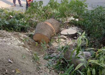 無奈鋸掉大樹民眾，寫下的祭樹靈文 /波新聞