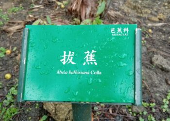 芭蕉好吃但是拔蕉就只能做其他用途/波新聞