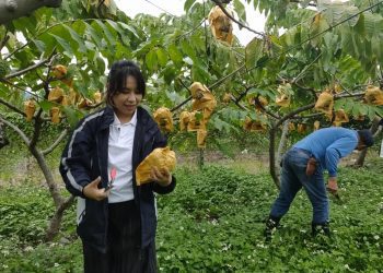 行動力挺台東鳳梨釋迦  北捷推企業認購動員志工採果助農民