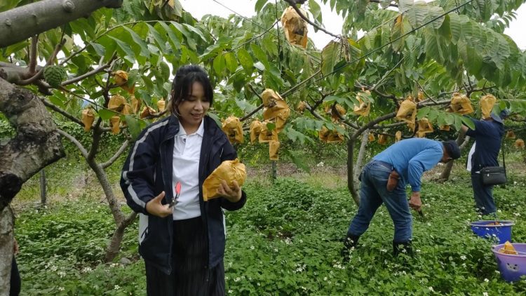 行動力挺台東鳳梨釋迦  北捷推企業認購動員志工採果助農民