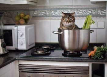 鏟屎官注意！首爾107起火災都因貓咪引起