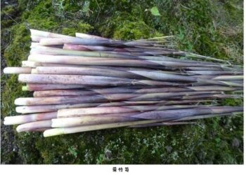 陽明山箭竹筍採筍證申請即日開跑