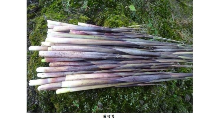 陽明山箭竹筍採筍證申請即日開跑 陽明山箭竹筍採筍證申請即日開跑