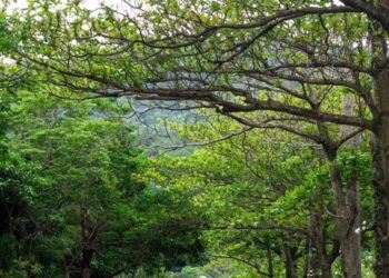 雙流國家森林遊樂區路面鋪設工程進度超前1月15日提前開園!/波新聞